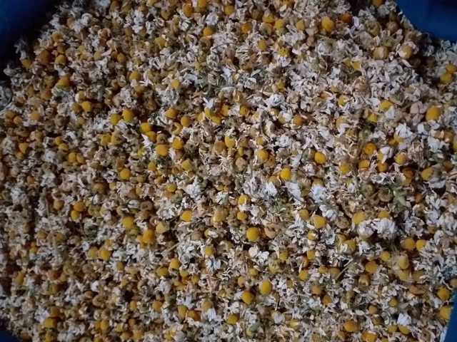 Chamomile