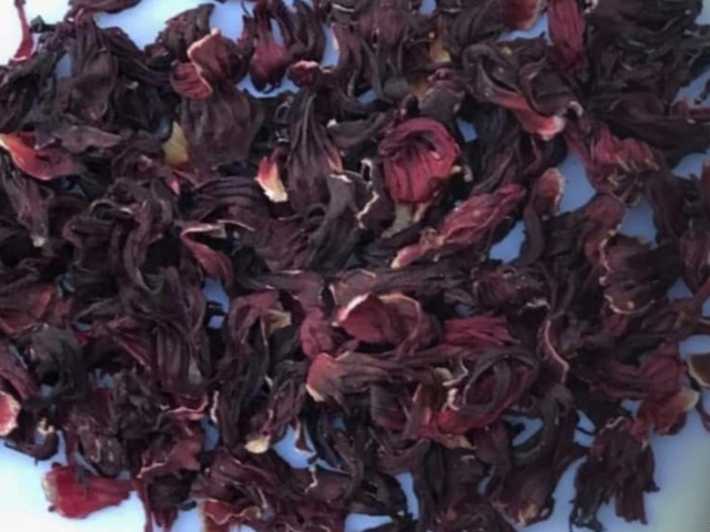 Hibiscus